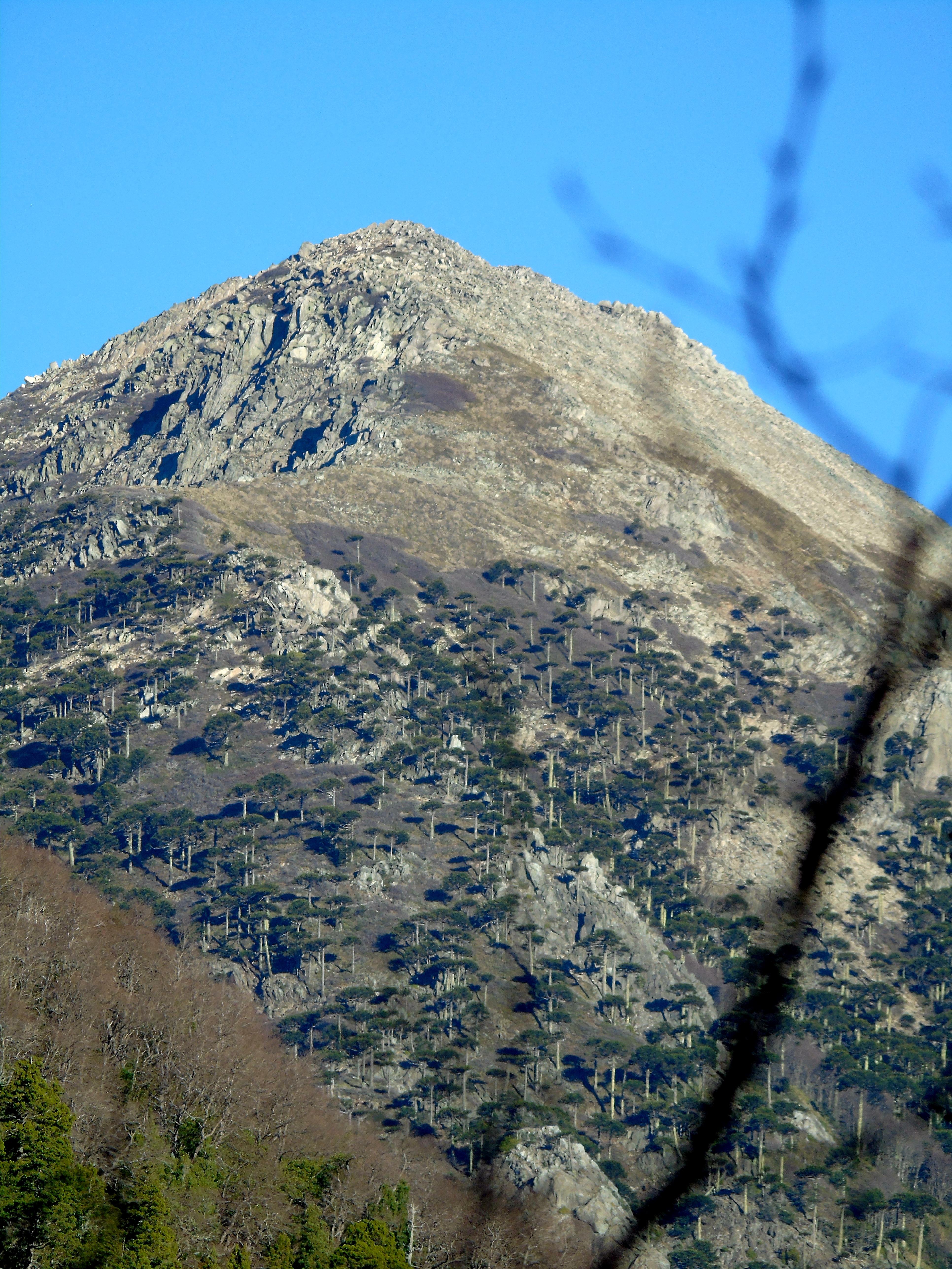 Montaña y araucarias en el Parque Nacional Conguillío