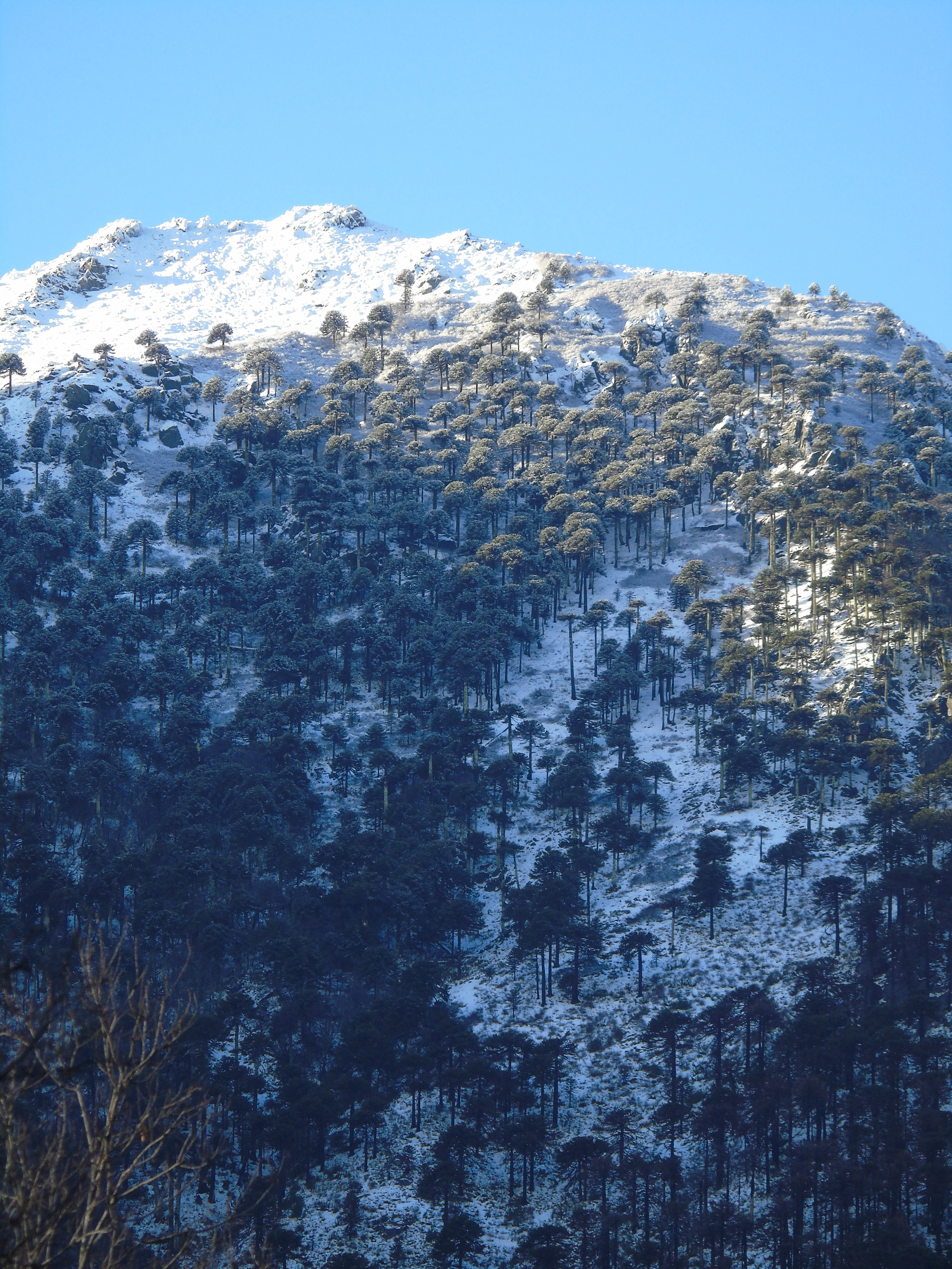 Bosque de araucarias cubierto de nieve